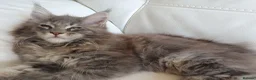 Maine Coon cats for sale: TICA Reg 2 Pure Bread Maine coon kittens - Advert 6
