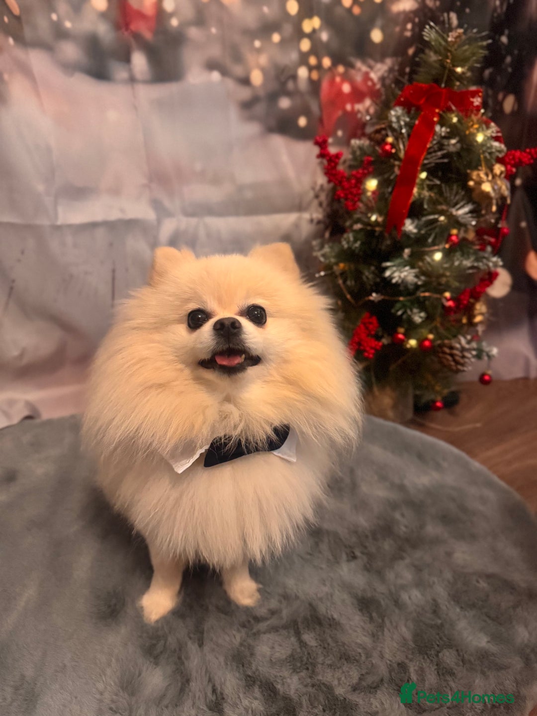 Pomeranian dogs for stud: KC FCI Pomeranian for stud  in Bathgate - Advert 2