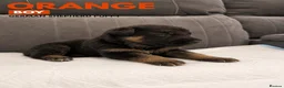 German Shepherd dogs for sale: ⭐️7 Beautiful German Shepherd Puppies⭐️ in Rugby - Advert 19