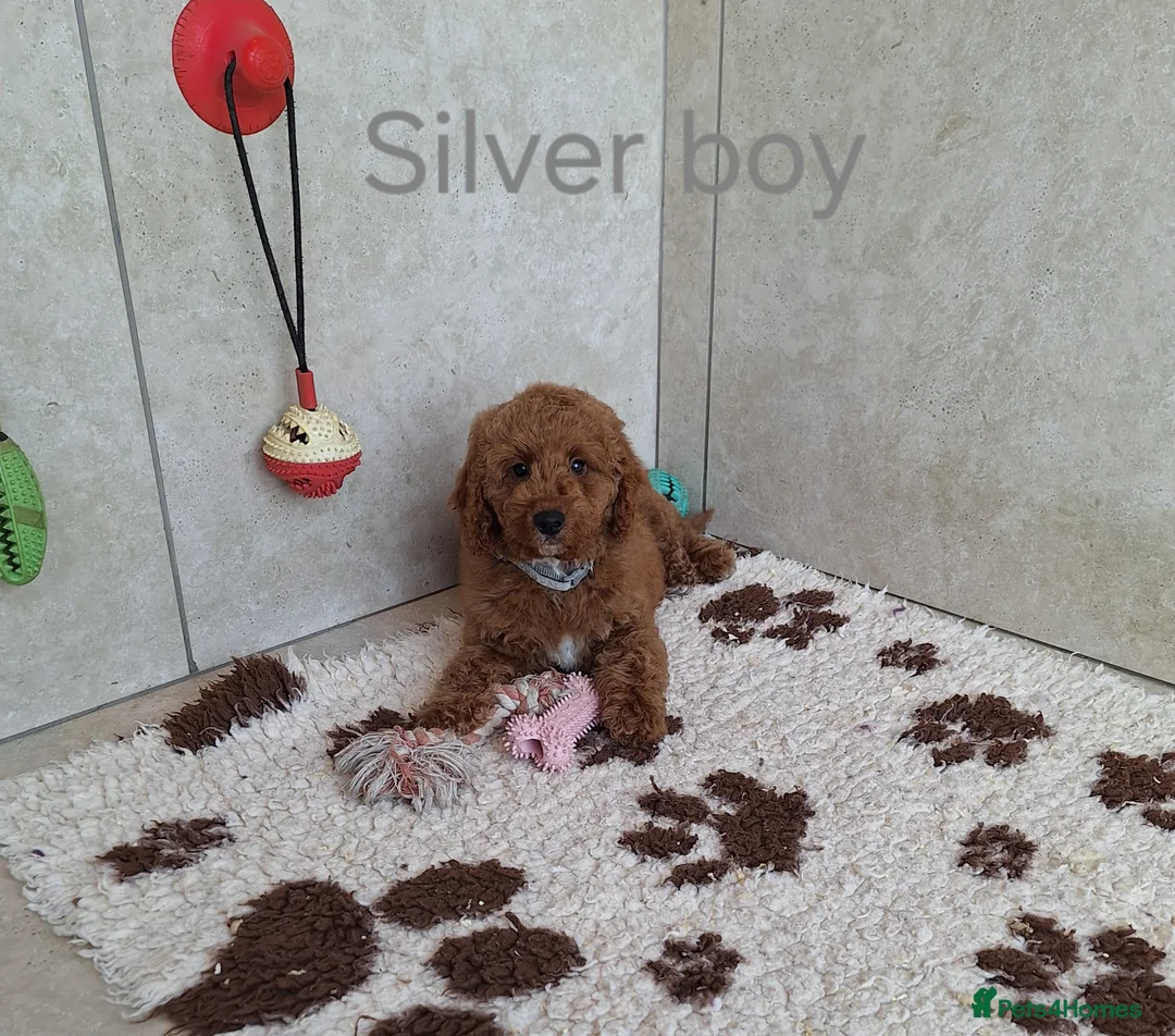 Cockapoo dogs for sale: Stunning F1B Cockapoos - Advert 2