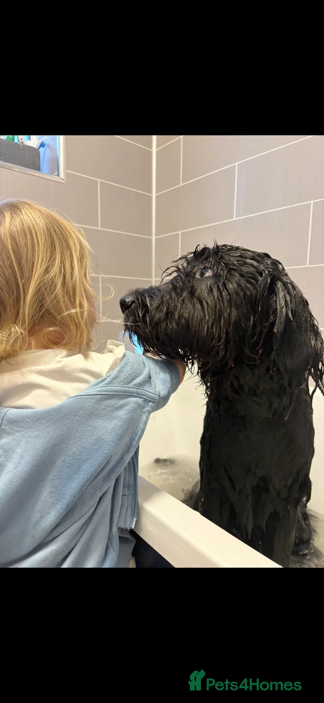 Goldendoodle dogs for sale: Golden doodle  - Advert 2