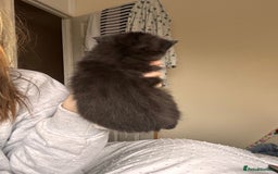 Mixed Breed cats for sale: Beautiful male black and white kitten - Image 2