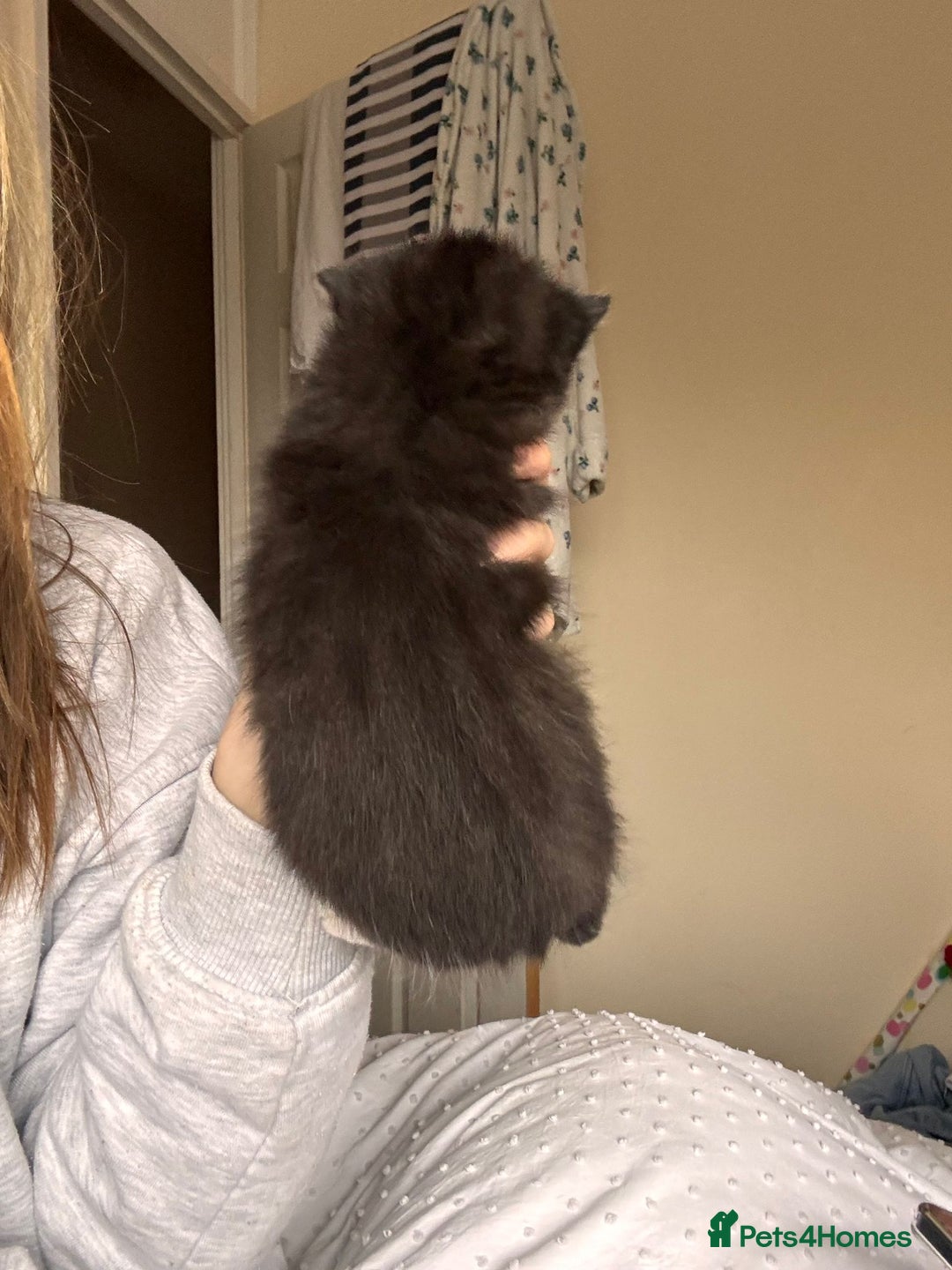 Mixed Breed cats for sale: Beautiful male black and white kitten - Image 2
