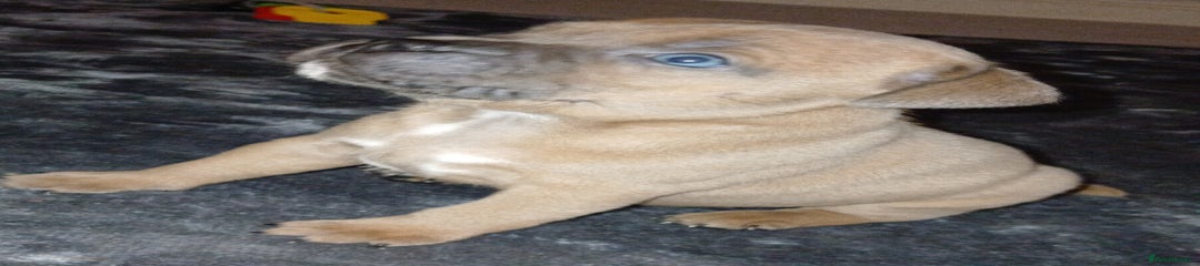 Staffordshire Bull Terrier Puppy 1