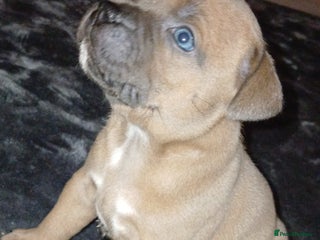 Staffordshire Bull Terrier dogs - Advert 36