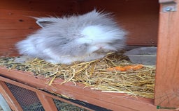 Lionhead rabbits for sale: Gorgeous Double manned lionheads - Image 1