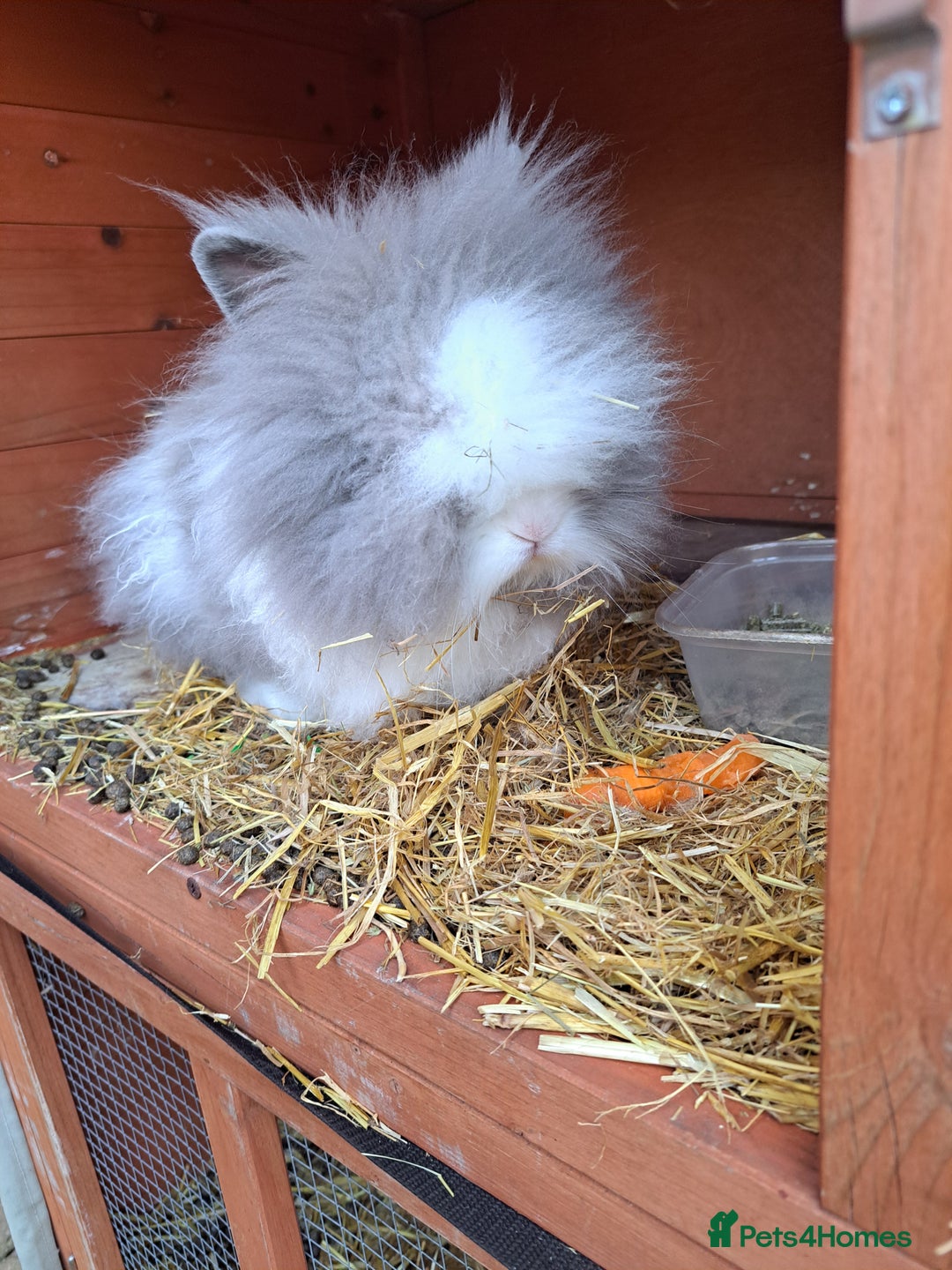 Lionhead rabbits for sale: Gorgeous Double manned lionheads - Image 1