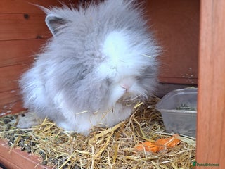 Lionhead rabbits - Advert 23