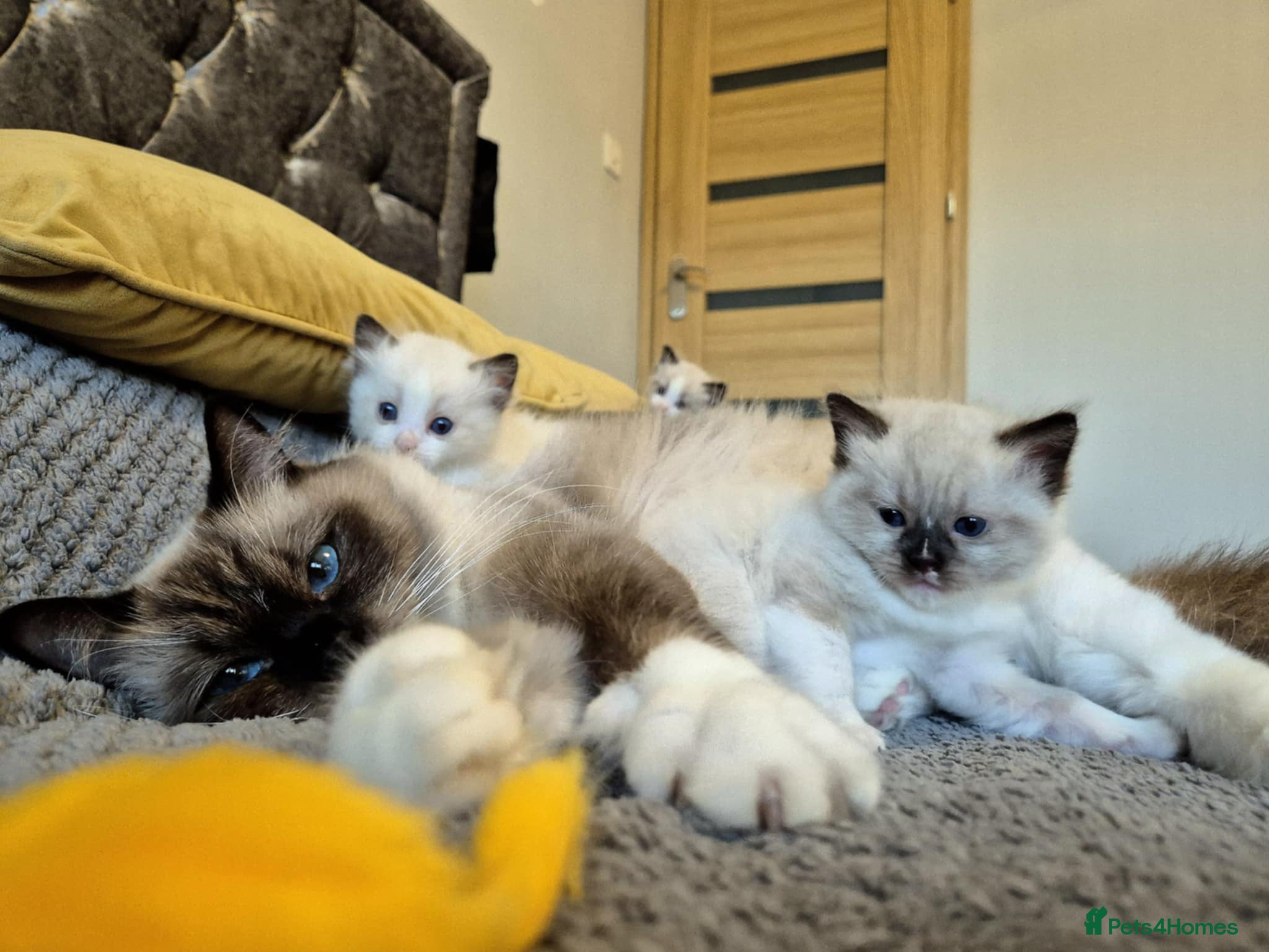 Ragdoll cats 3 Tica Registered Ragdoll Kittens For Sale  - Advert 2