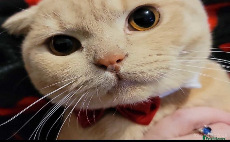 Scottish Fold cats in Biggleswade - Advert 1
