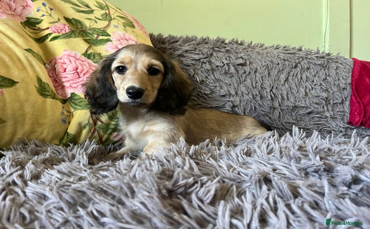 Miniature Dachshund dogs - Advert 1