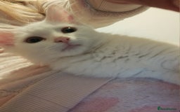 Turkish Angora cats for sale: Cat for sale  - Image 5