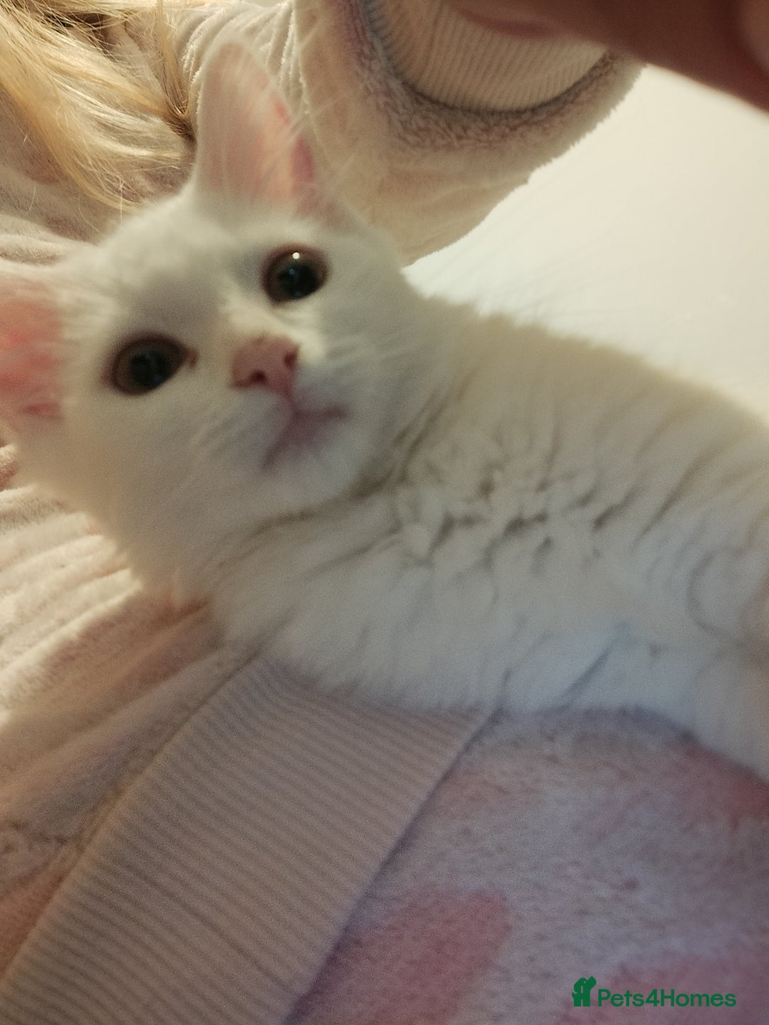Turkish Angora cats for sale: Cat for sale  - Image 5
