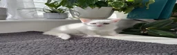 Turkish Angora cats for sale: Beautiful kitten ready for new home  - Advert 8