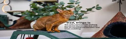 Abyssinian cats for sale: Ruddy Abyssinians Kittens-Outstanding Pedigree  - Advert 29