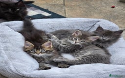 Maine Coon cats for sale: 4 x large bundles of fun - Image 20