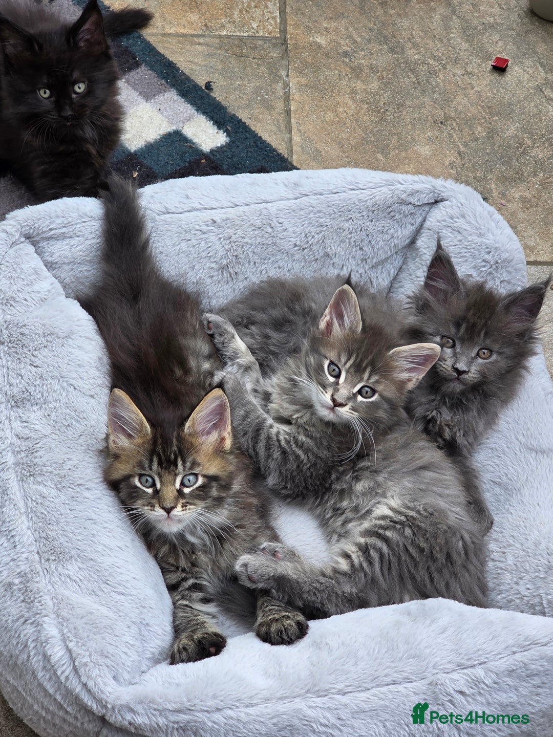 Maine Coon cats for sale: 4 x large bundles of fun - Image 20