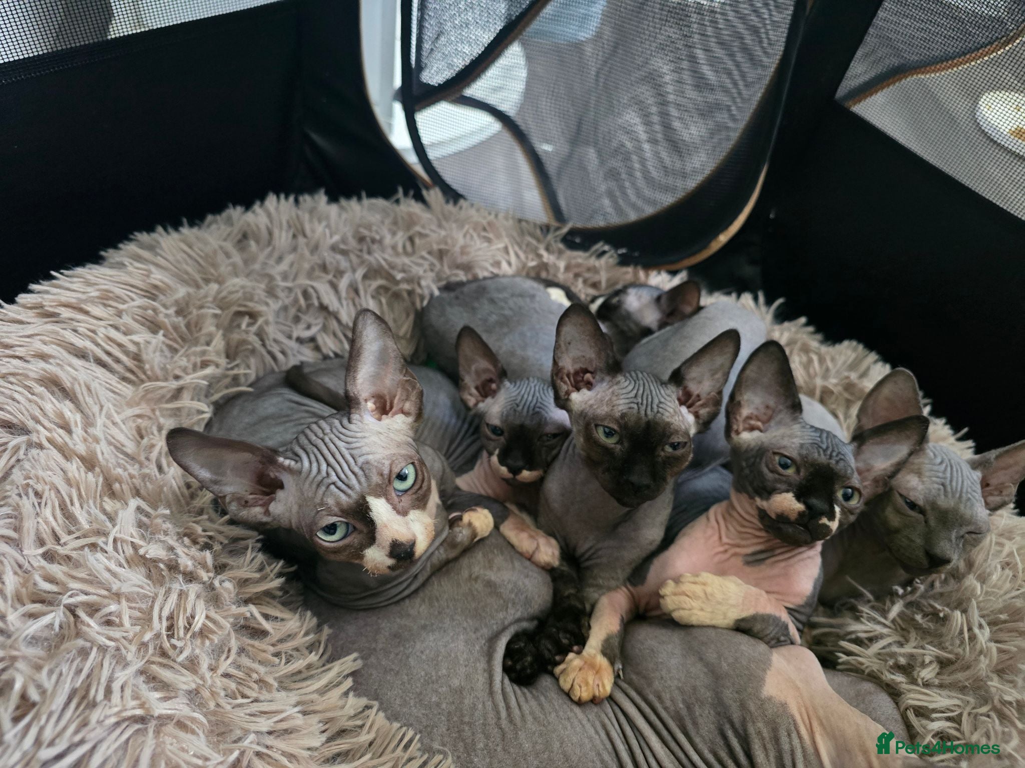 Sphynx cats Ready Sphynx Kittens Looking for Their Forever 🏰 - Advert 20