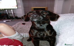 Mixed Breed dogs for sale: Narla - Image 2