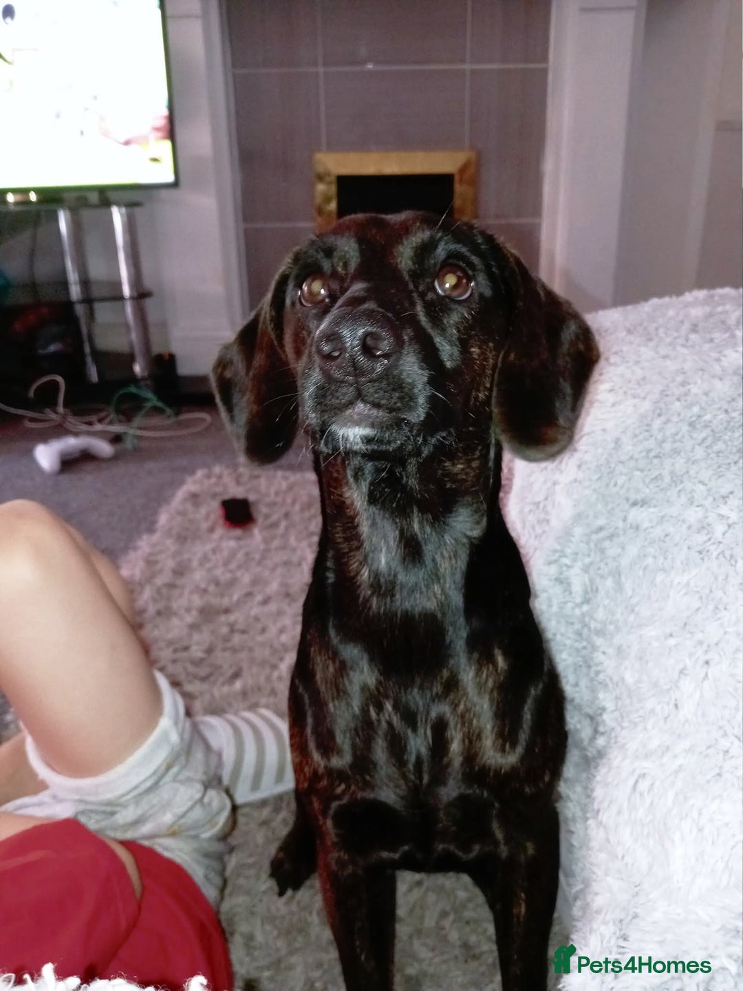 Mixed Breed dogs for sale: Narla - Image 2
