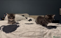 Maine Coon cats for sale: 2 Maine coon x tabby kittens  - Image 13