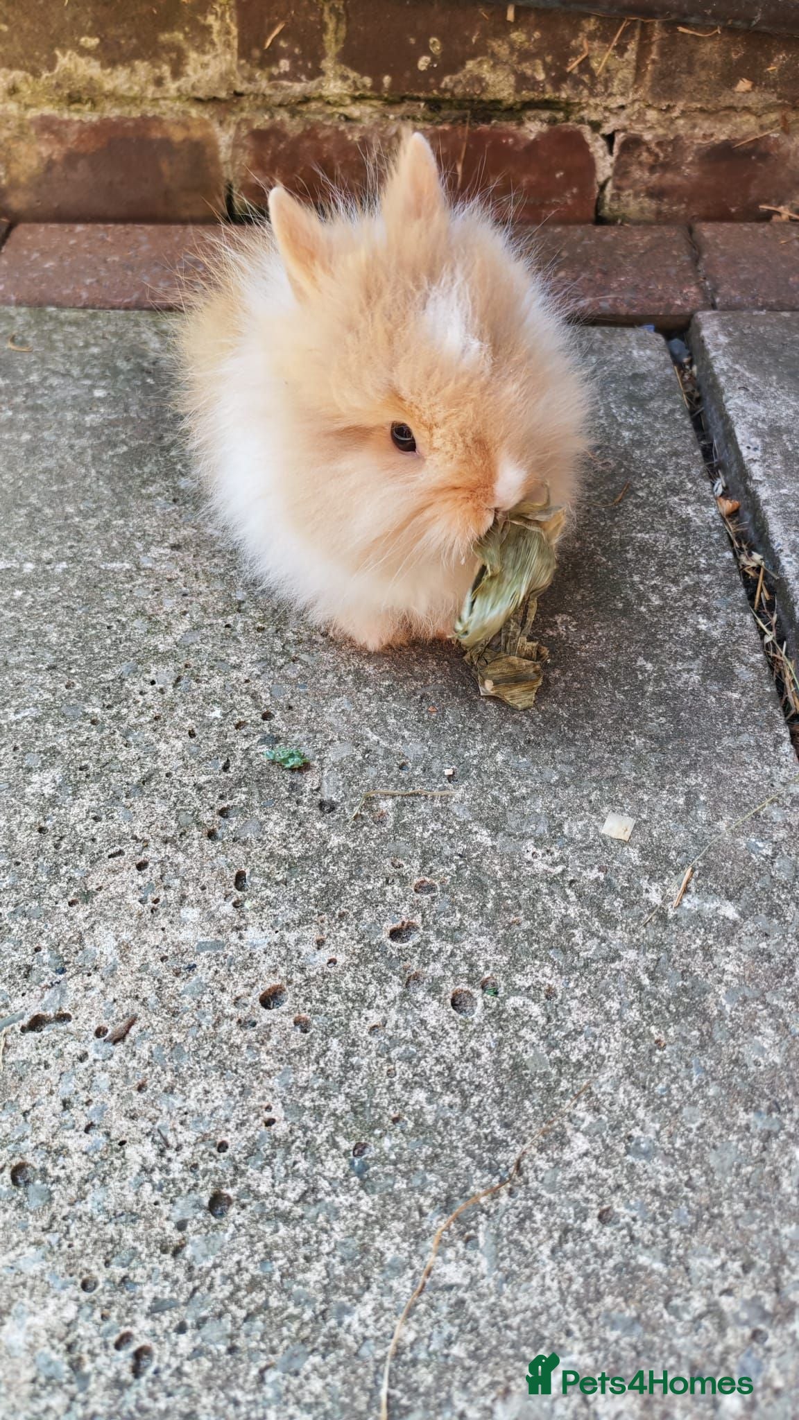 Lionhead rabbits Lionhead bunnies for sale - Advert 1