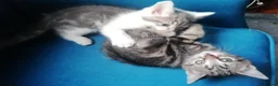 Mixed Breed cats for sale: Adorable kittens  - 8 weeks old - various colours in Chertsey - Advert 3