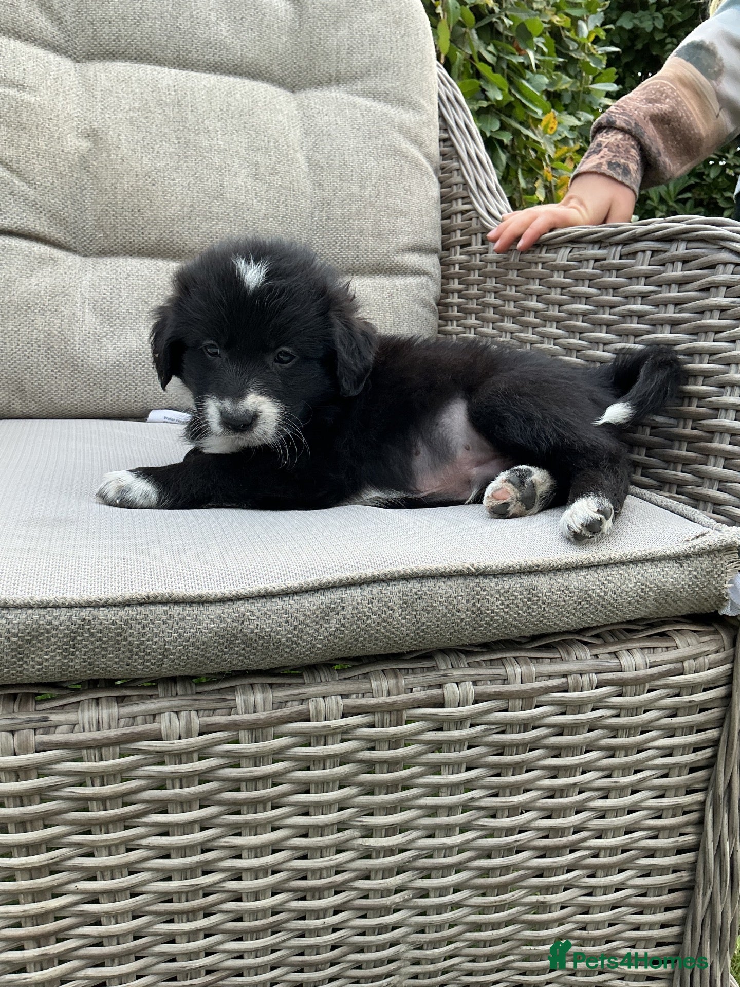Mixed Breed dogs Beautiful retriever cross collies - Advert 2