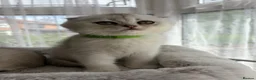 Scottish Fold cats for sale: Adorable Scottish Fold Kitten - Advert 6