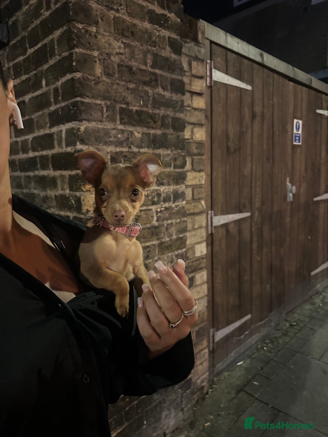 Mixed Breed dogs for sale: Cutest girl chihuahua 5 months, fits in my bag🥺 - Image 4