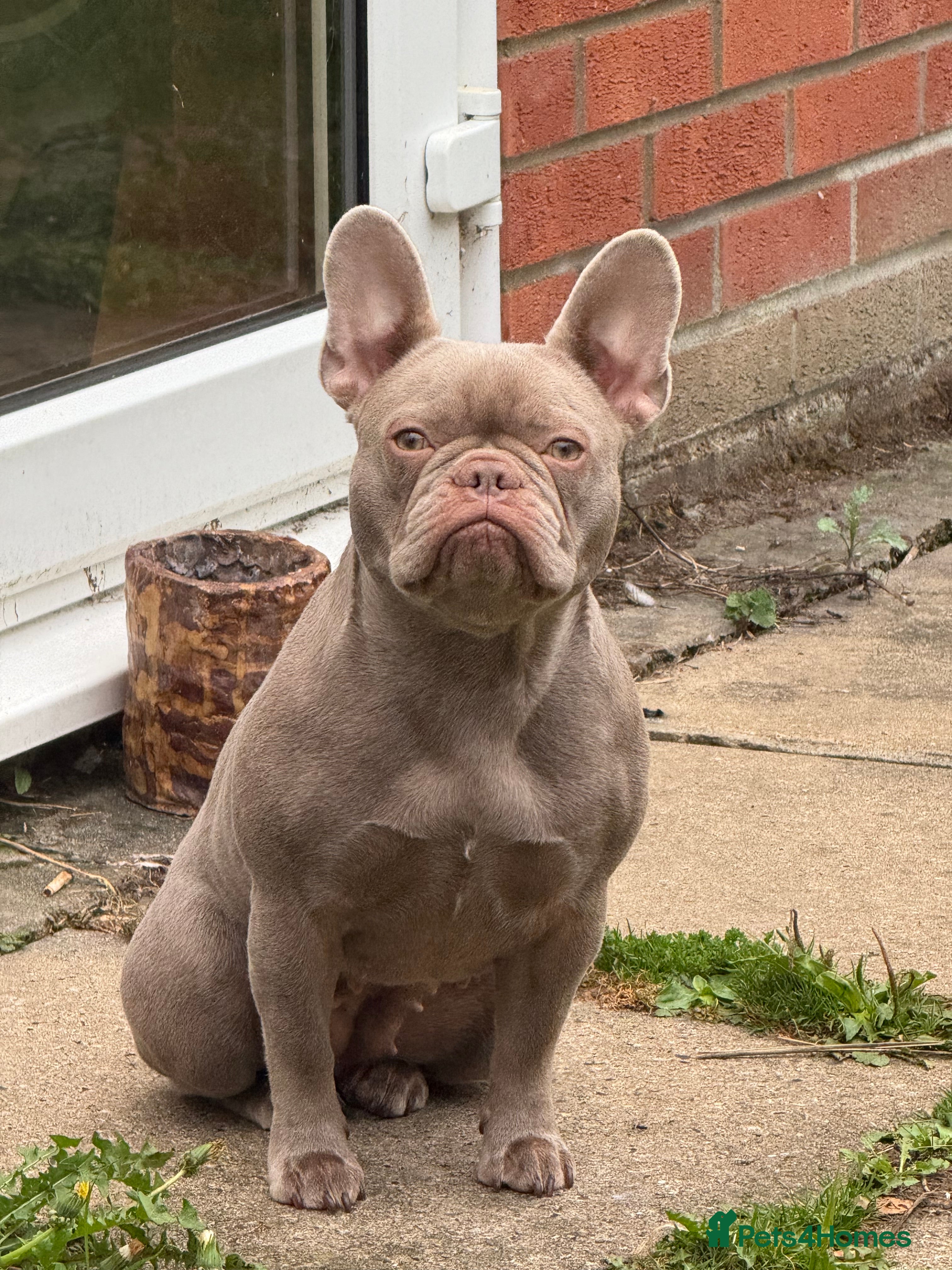 French Bulldog dogs Female new shade Isabella Frenchbull dog 1 1/2 yrs - Advert 19