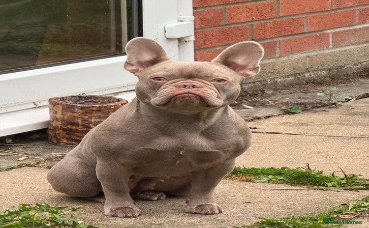 French Bulldog dogs - Advert 1