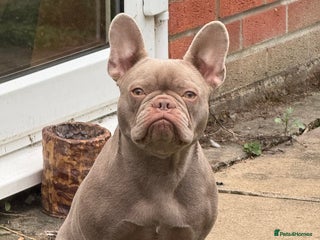 French Bulldog dogs - Advert 17