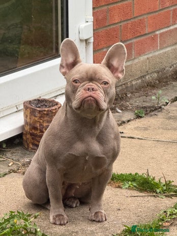 French Bulldog dogs - Advert 4