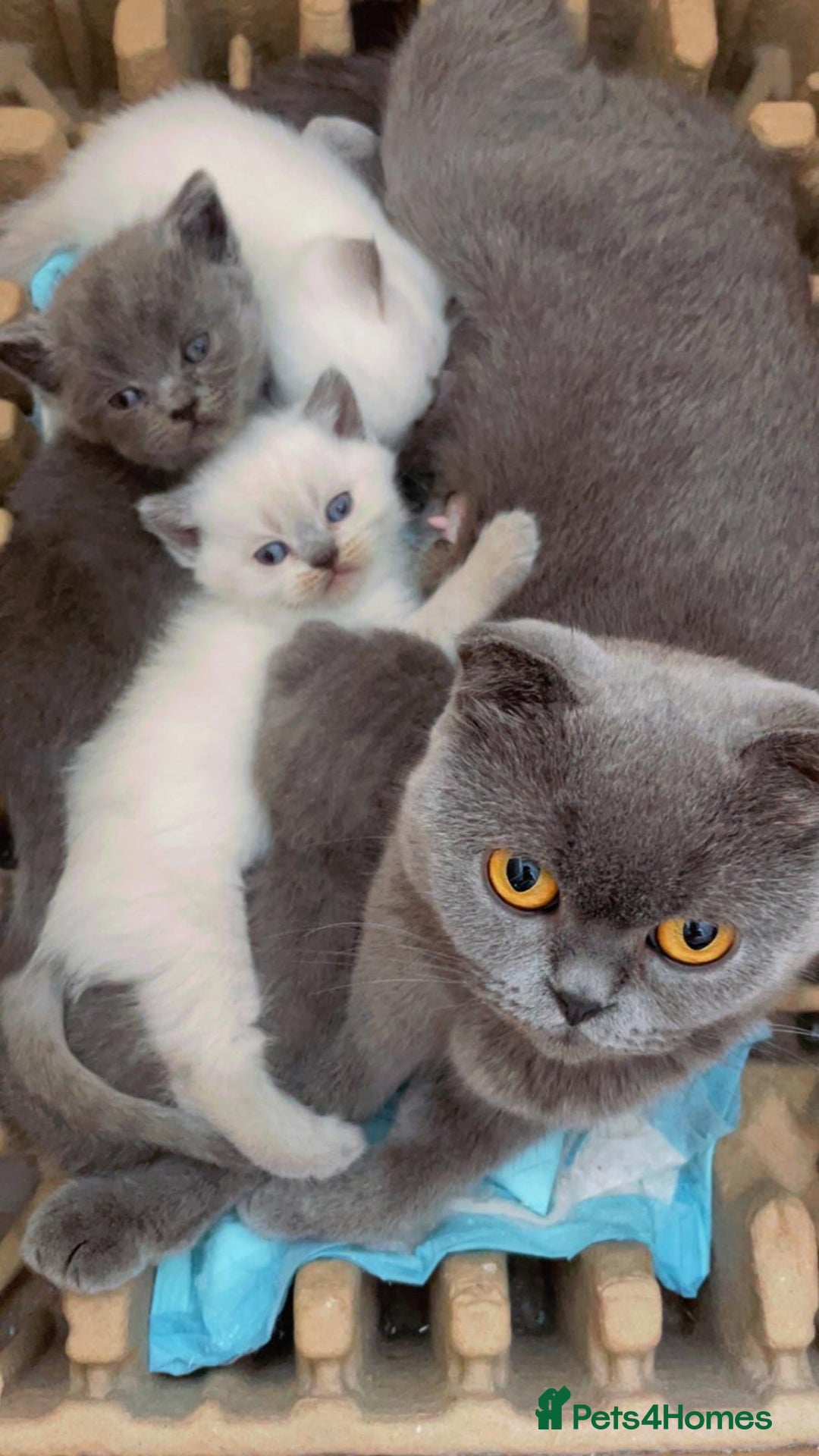Scottish Fold cats for sale: Very Friendly Kittens, Pedigree Scottish Fold  - Advert 29