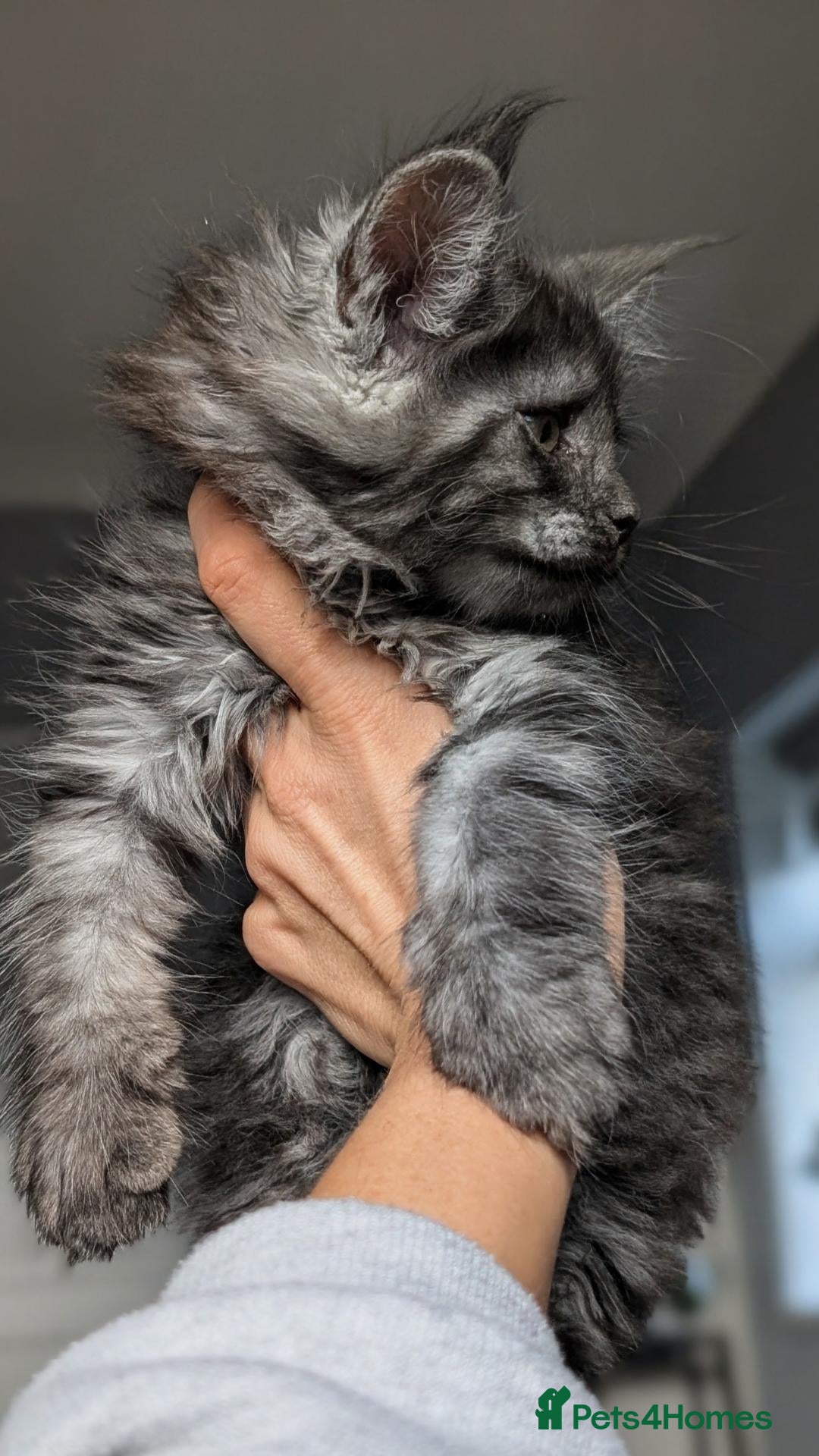 Maine Coon cats Black&Black Smoke Tica registered  - Advert 2