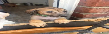 Lurcher 3