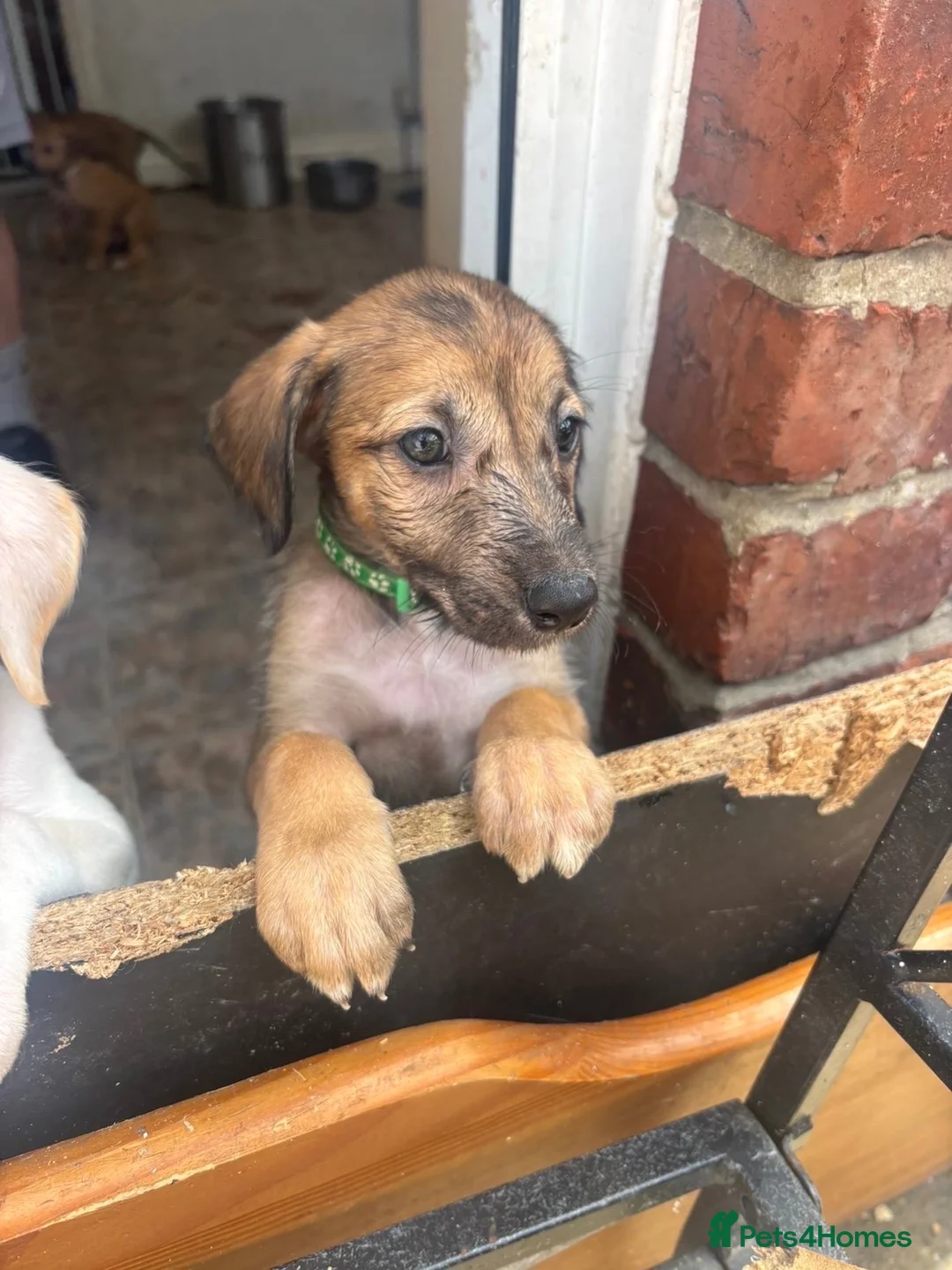 Lurcher dogs for sale: Lurcher puppy’s  in Houghton le Spring - Advert 6