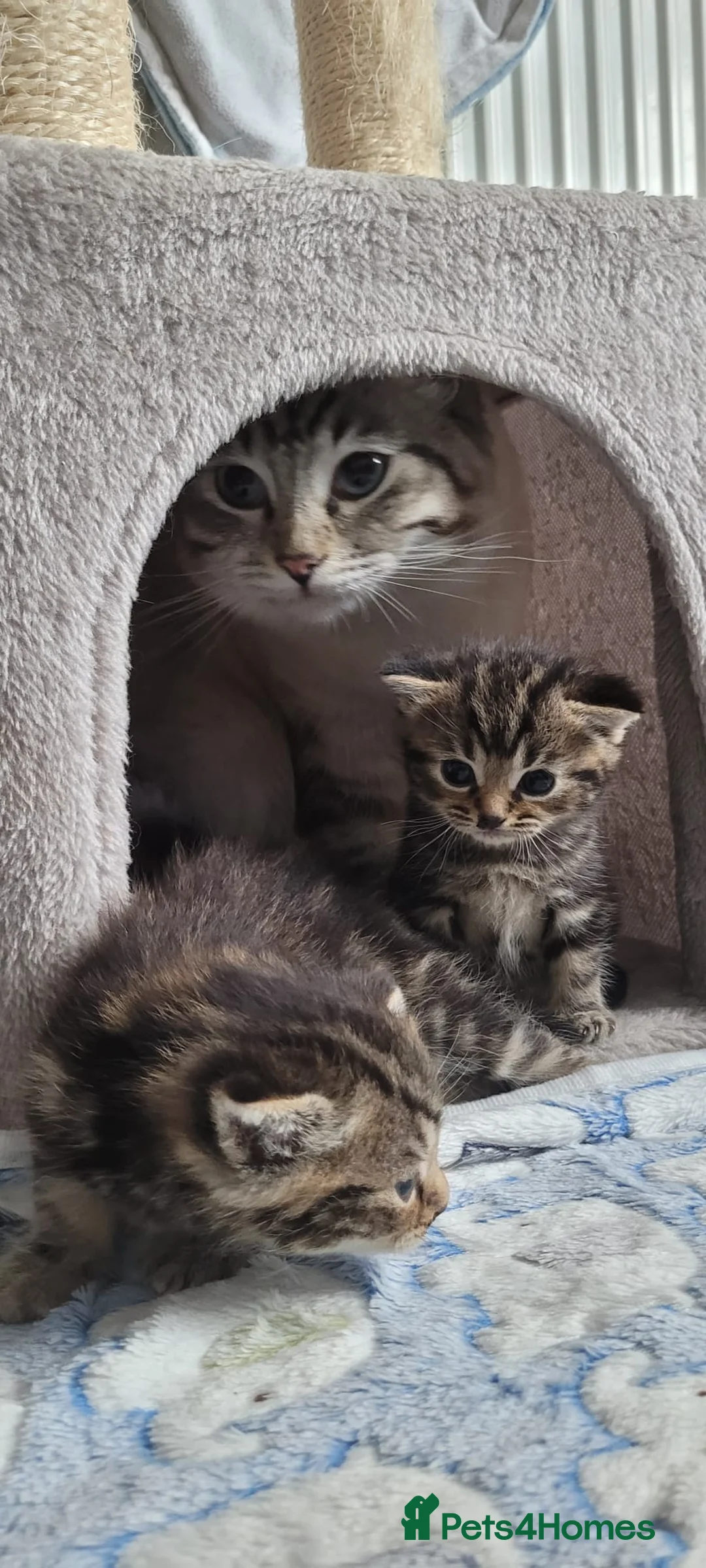 Ragdoll cats for sale:  Gorgeous ragdoll Kittens for Sale  - Advert 7