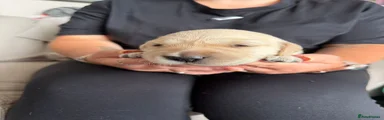 Green collar male