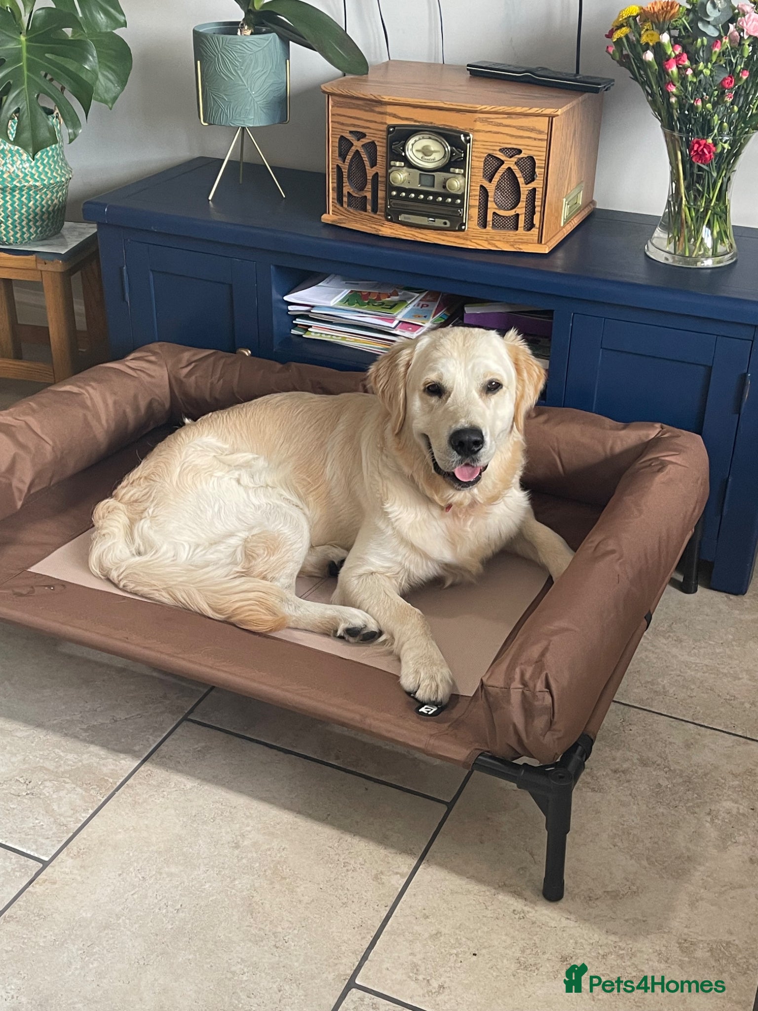 Golden Retriever dogs Indie - Advert 9