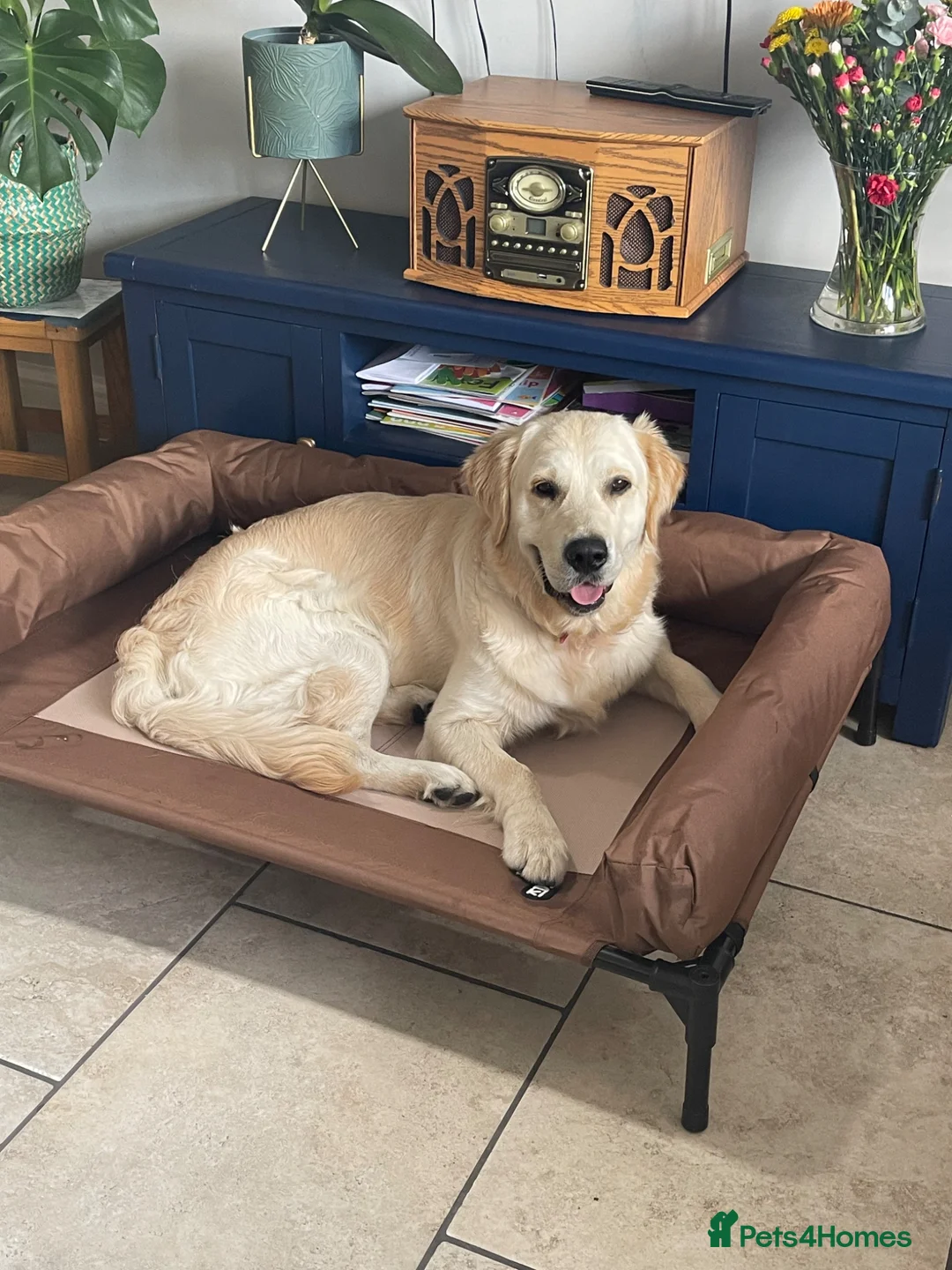 Golden Retriever dogs for stud: Indie - Advert 1