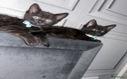Maine Coon cats for sale: 2 boys for sale  - Image 2