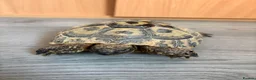 Hermann Tortoise reptiles for sale: Two female Hermann tortoises  in Lutterworth - Advert 3