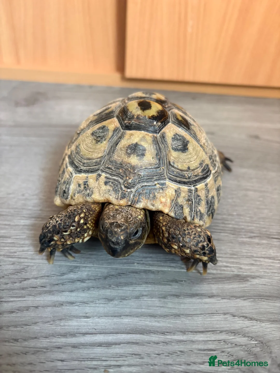 Hermann Tortoise reptiles for sale: Two female Hermann tortoises  in Lutterworth - Advert 3