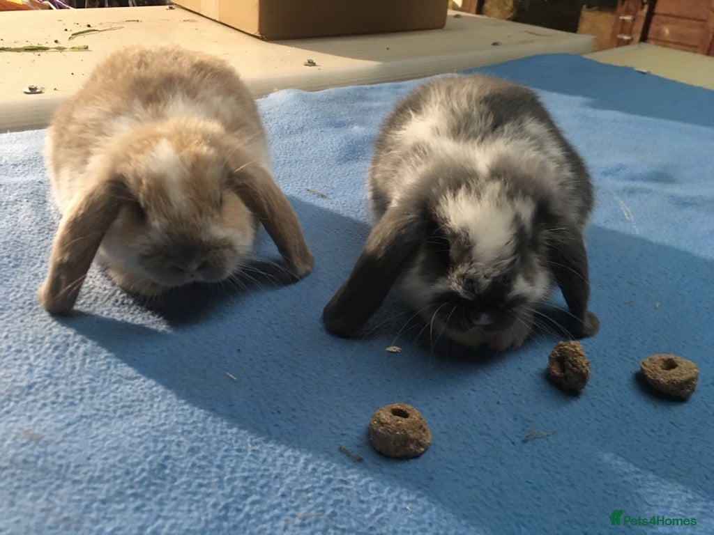 Mini Lop rabbits for sale: Gorgeous mini lops for sale  - Advert 3