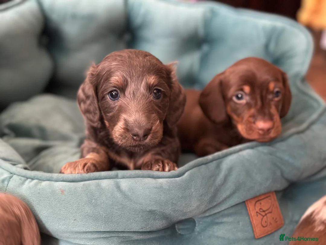 Miniature Dachshund dogs for stud: **RogueRoyales Luxe** PRA Clear Long Hair in Wolverhampton - Advert 8