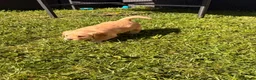 Labradoodle dogs for sale: Red/light apricot Labradoodles for sale  - Advert 5