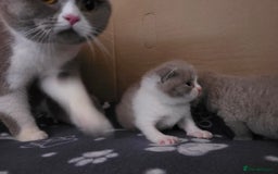 British Shorthair cats for sale: GCCF Registered British Shorthair Kittens - Image 20