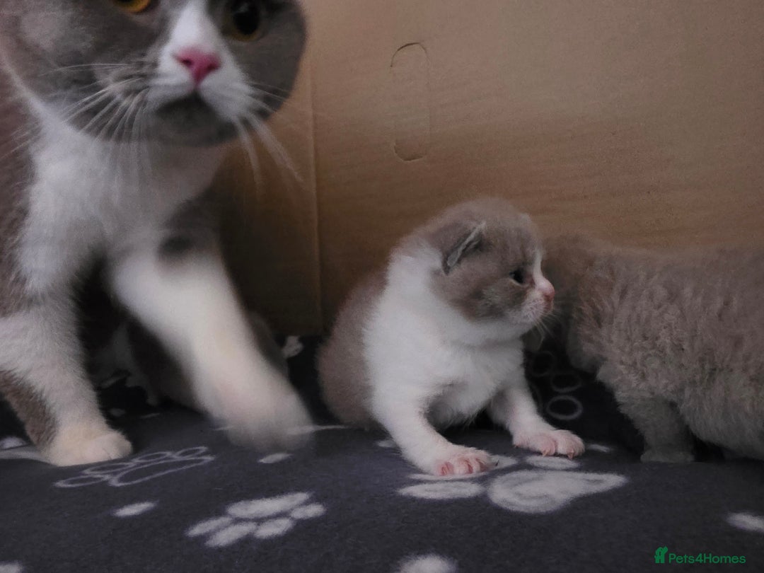 British Shorthair cats for sale: GCCF Registered British Shorthair Kittens - Image 20